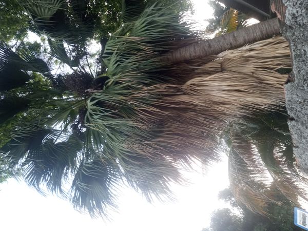 Identificação da planta Palmeira Leque da China por foto