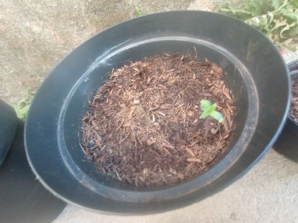 Identificação da planta Zinnia por foto