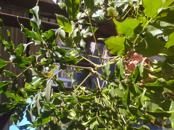 Identificação da planta Café-de-bugre por foto