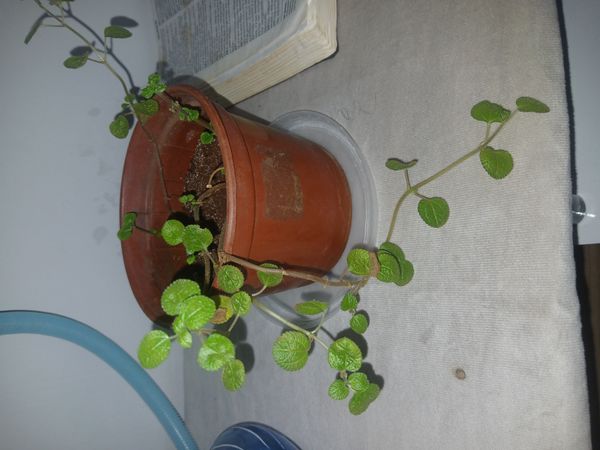 Identificação da planta Dinheiro em penca por foto