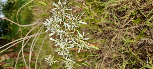Identificação da planta Leucena por foto