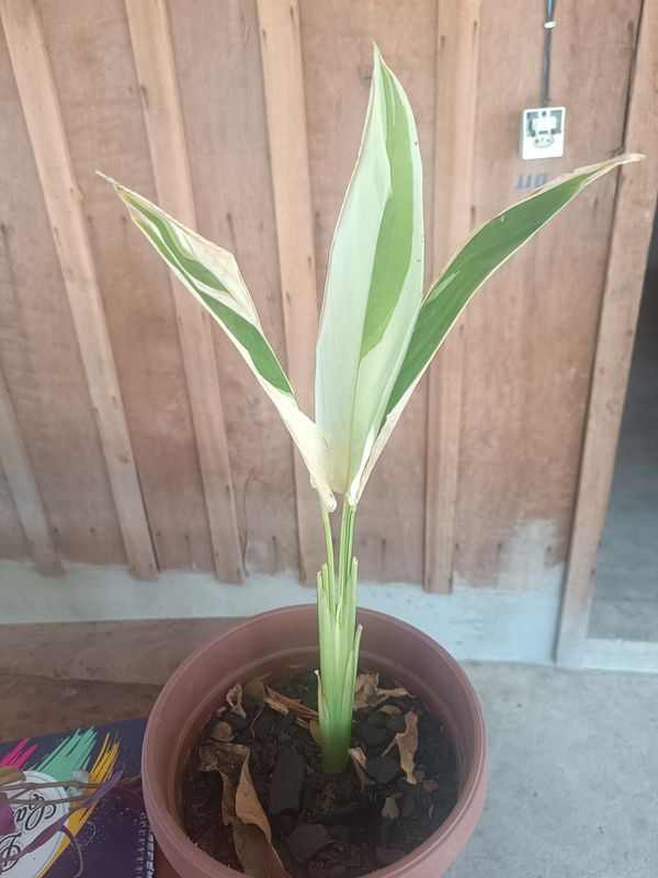 Identificação da planta Araruta por foto