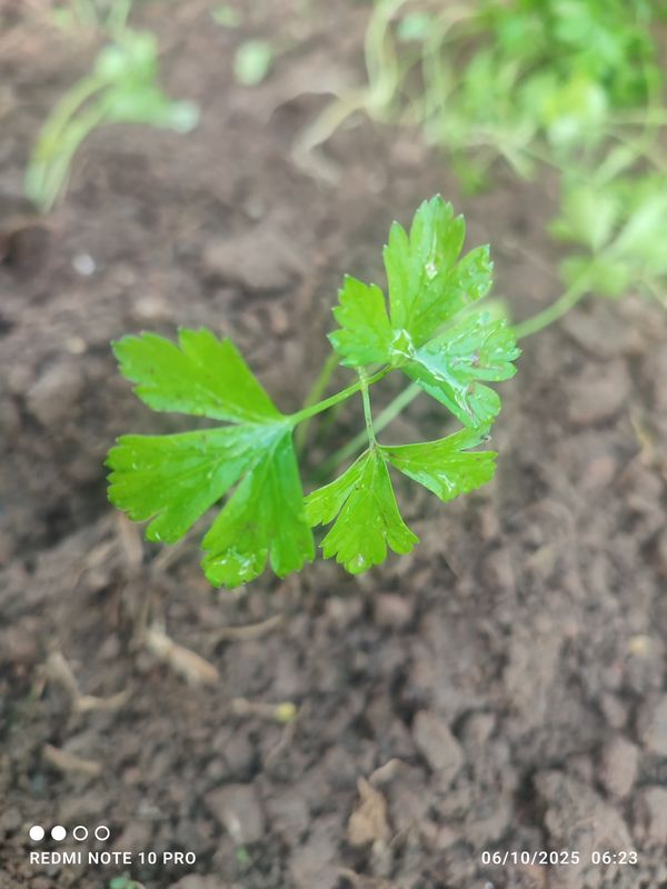 Identificação da planta Salsa por foto