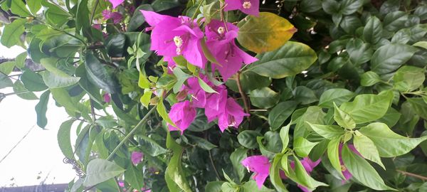Identificação da planta Primavera por foto