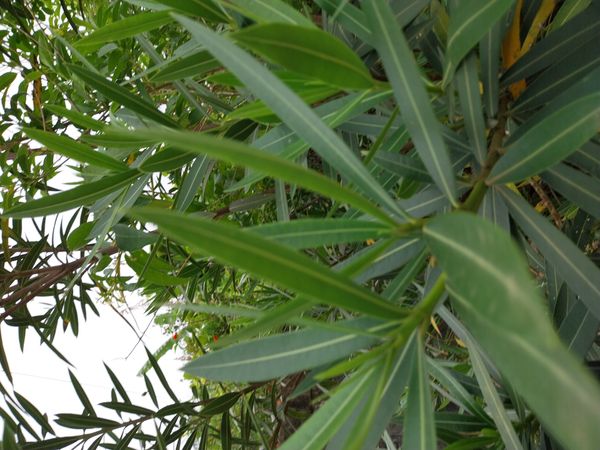 Identificação da planta Espirradeira por foto