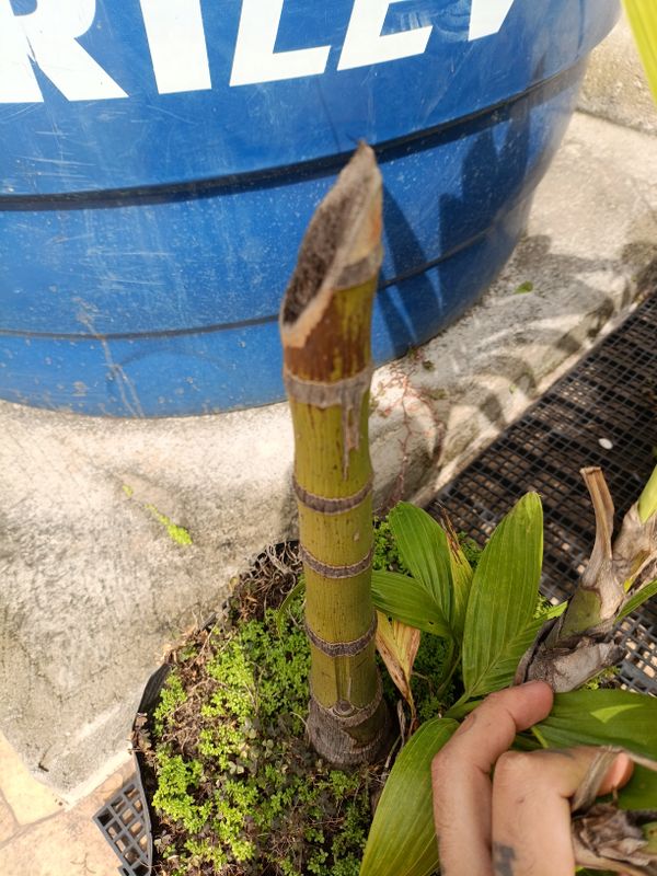 Identificação da planta Sem nome popular no Brasil por foto