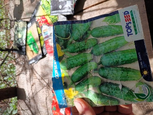 Identificação da planta Pepino por foto