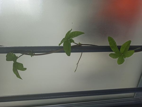 Identificação da planta Sete-léguas por foto