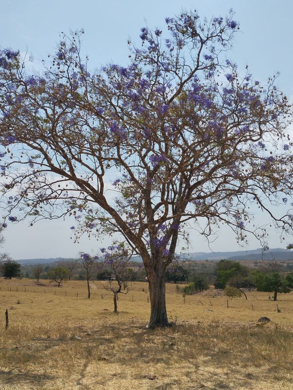 Identificação da planta Jacarandá por foto