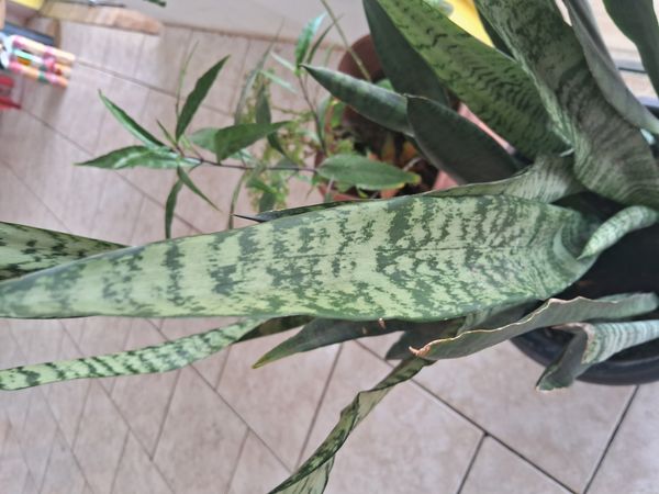 Identificação da planta Espada de São Jorge por foto