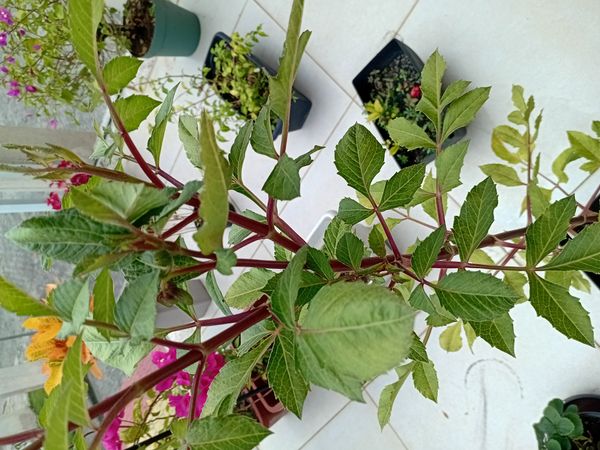 Identificação da planta Dália por foto