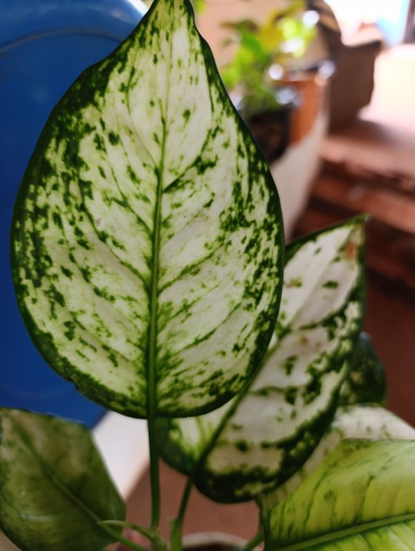 Identificação da planta Comigo-ninguém-pode por foto