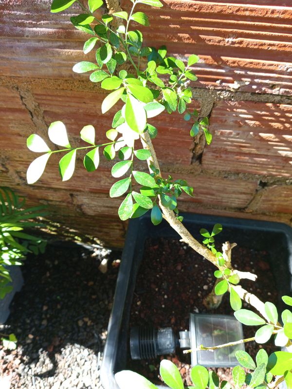 Identificação da planta Murta-de-cheiro por foto