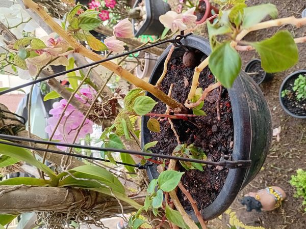 Identificação da planta Maria-sem-vergonha por foto