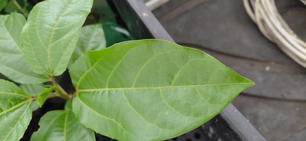 Identificação da planta Maracujá por foto