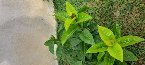 Identificação da planta Ixoria por foto