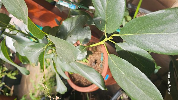 Identificação da planta Abacate por foto