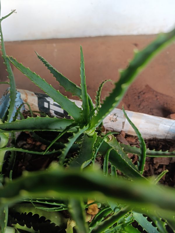 Identificação da planta Babosa por foto