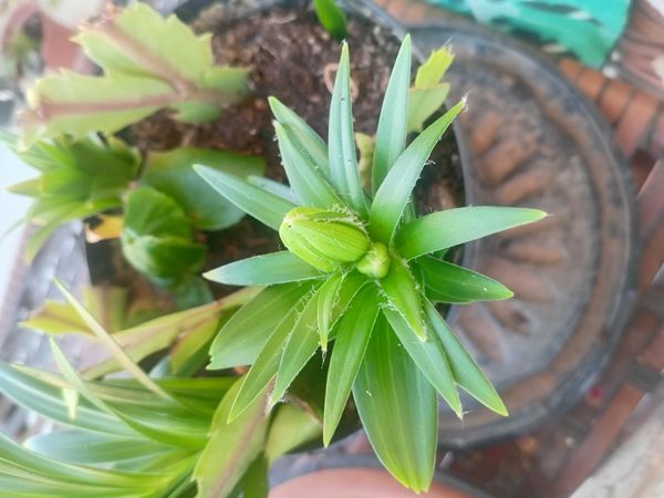 Identificação da planta Lírio-de-tigre por foto