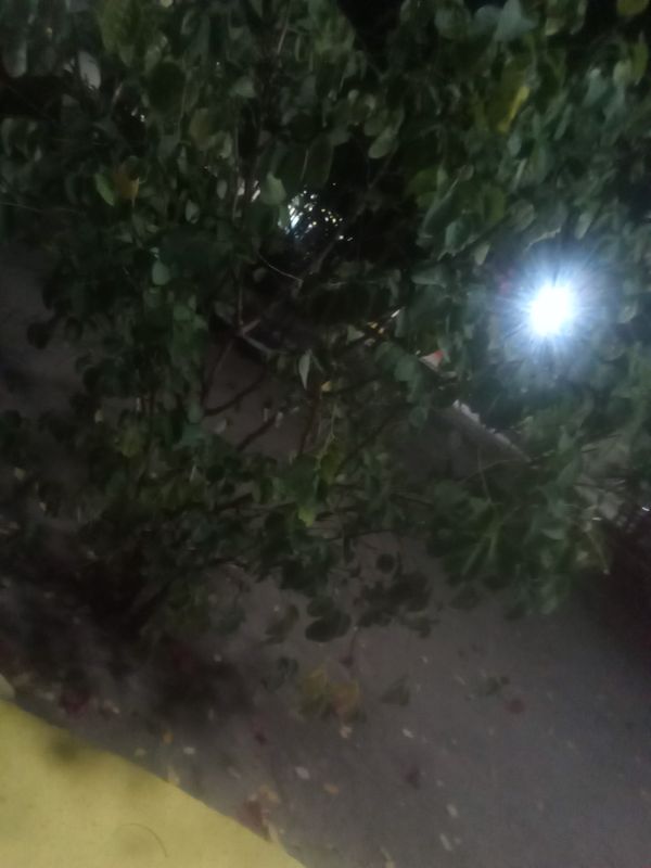 Identificação da planta Planta-fita por foto