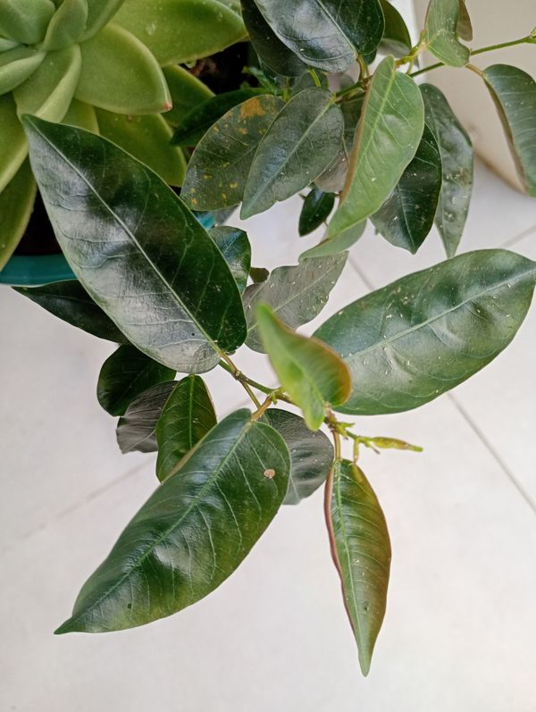 Identificação da planta Dipladênia por foto