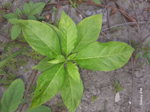 Identificação da planta Dama-da-noite por foto