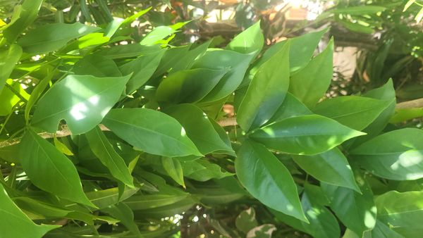 Identificação da planta Trapiá por foto