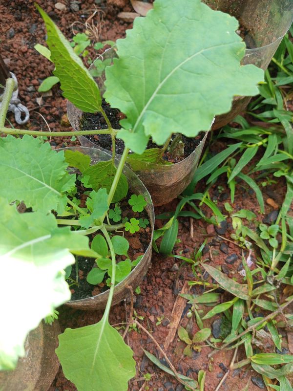 Identificação da planta Nabo por foto