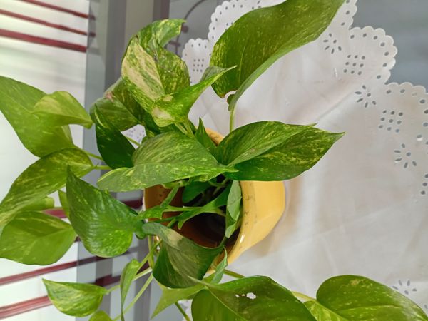 Identificação da planta Jiboia por foto