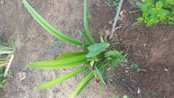 Identificação da planta Lírio-do-brejo por foto