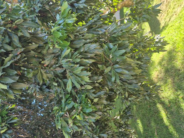 Identificação da planta Lichia por foto