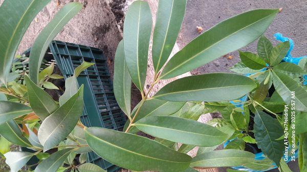 Identificação da planta Jamelão por foto
