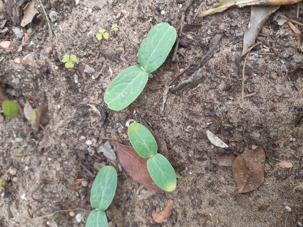 Identificação da planta Pepino por foto