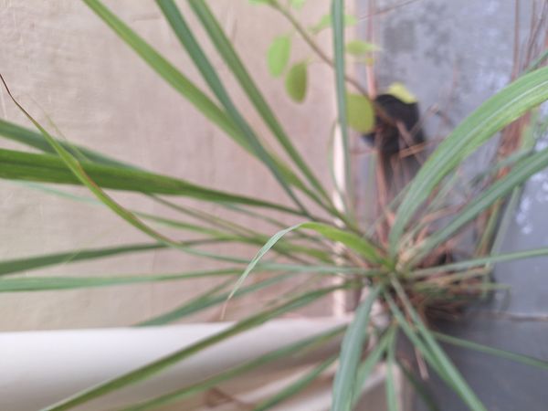 Identificação da planta Citronela por foto