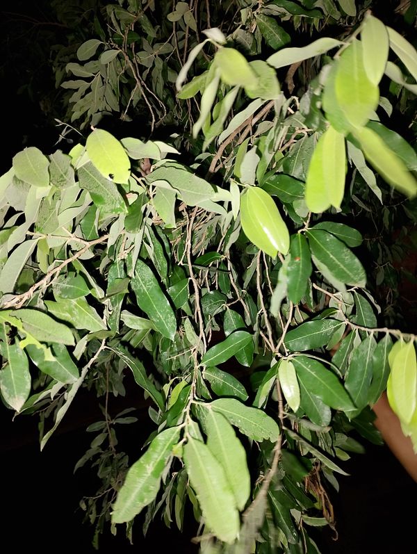 Identificação da planta Oiti por foto