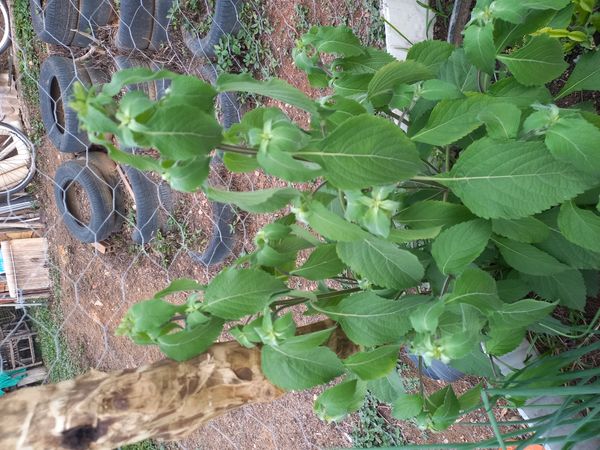Identificação da planta Alfavaca-de-caboclo por foto