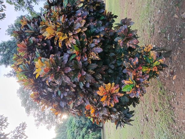 Identificação da planta Cróton por foto