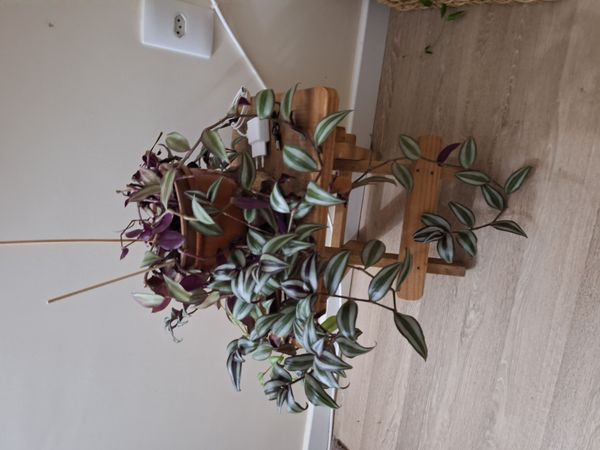 Identificação da planta Lambari por foto