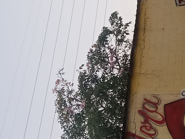 Identificação da planta Ipê Rosa por foto