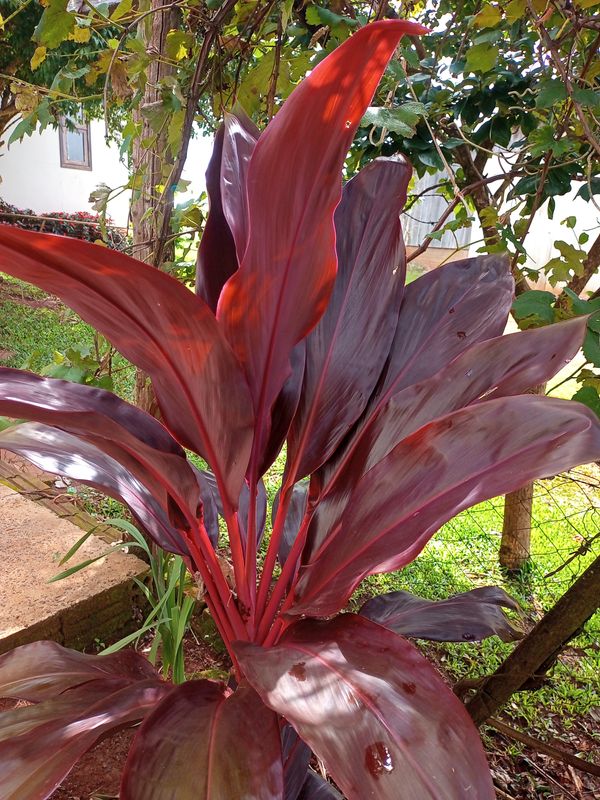 Identificação da planta Dracena por foto
