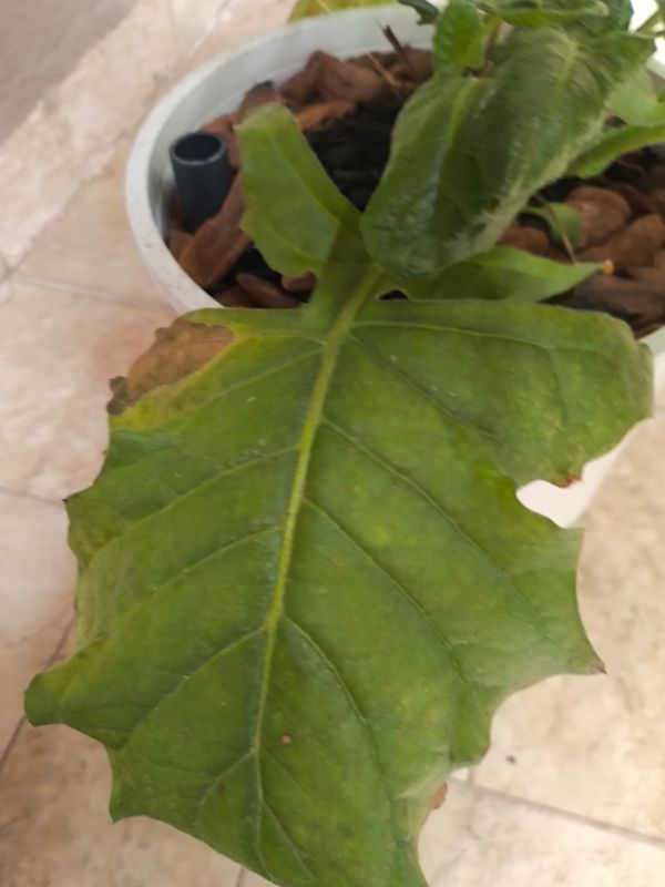 Identificação da planta Gérbera por foto