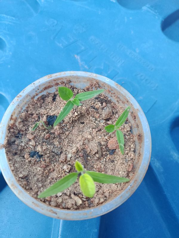 Identificação da planta Erva botão por foto