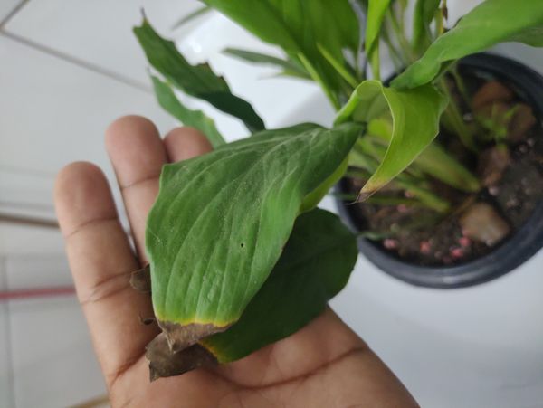 Identificação da planta Como cuida do lirio por foto