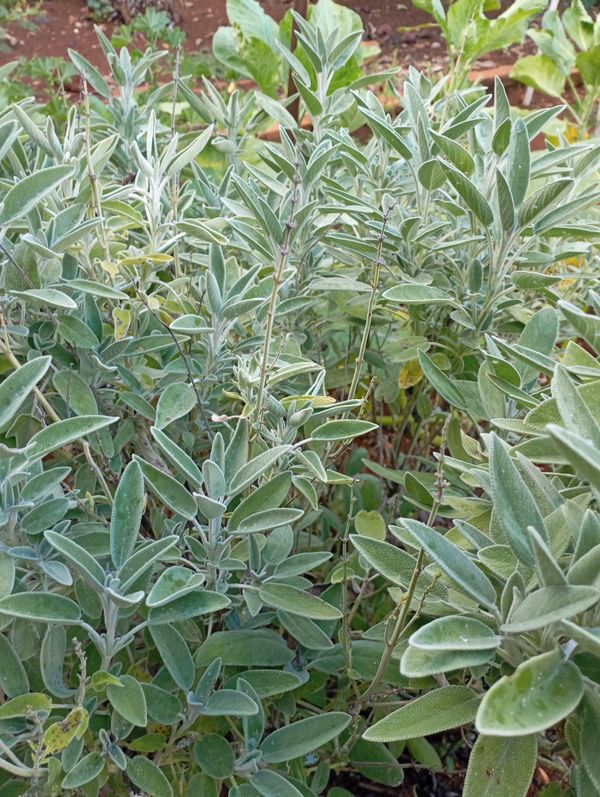 Identificação da planta Sálvia-grega por foto