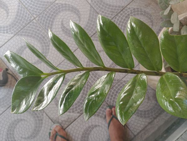 Identificação da planta Zamioculcas por foto