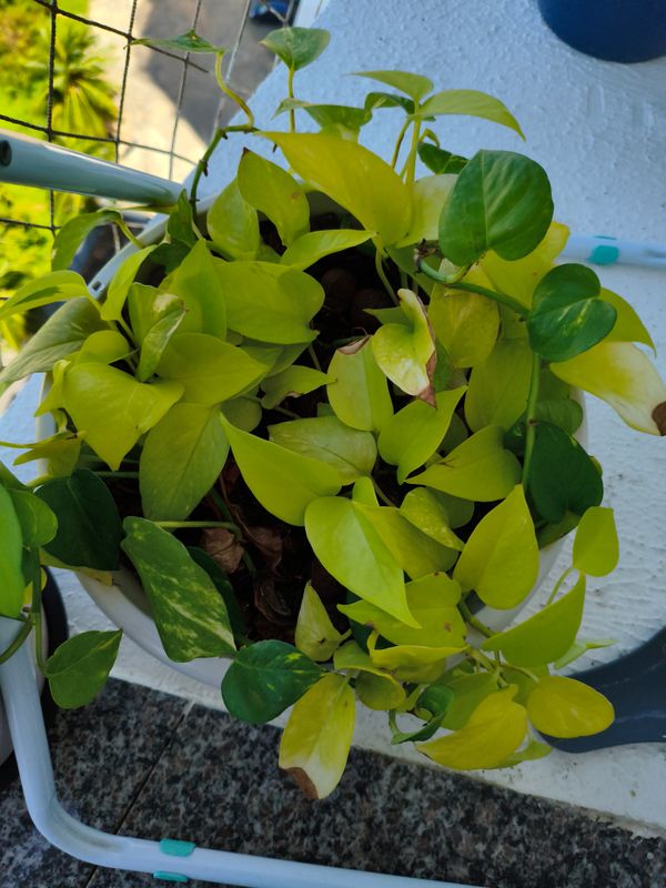 Identificação da planta Jiboia por foto