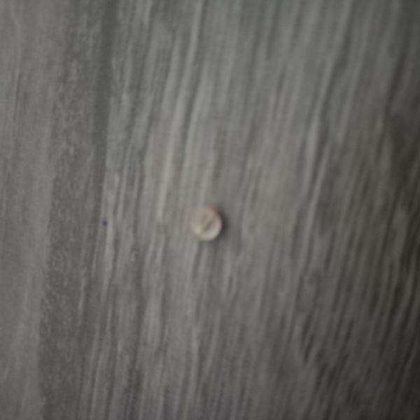 Identificação da planta Não sei por foto