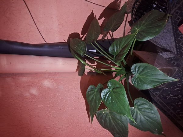 Identificação da planta Orelha de Elefante por foto