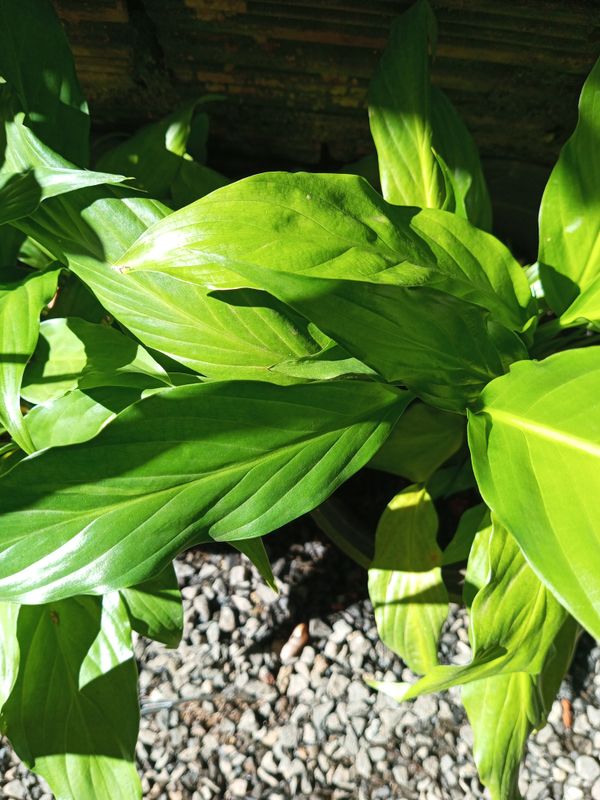 Identificação da planta Como cuida do lirio por foto