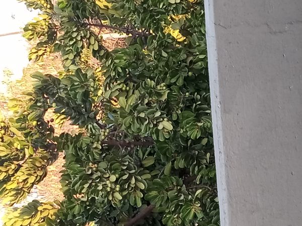 Identificação da planta Abricó-de-praia por foto
